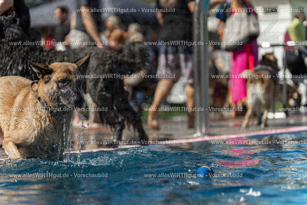Hundeschwimmen_Volksbad_2026-allesWIRTHgut_Tierfotografie-2609061159-110959-7R500053 | Professionelle Tierfotografie in Mönchengladbach von Daniel Wirth (allesWIRTHgut). Liebevolle & natürliche Bilder von Hunden & Katzen für unvergessliche Erinnerungen.