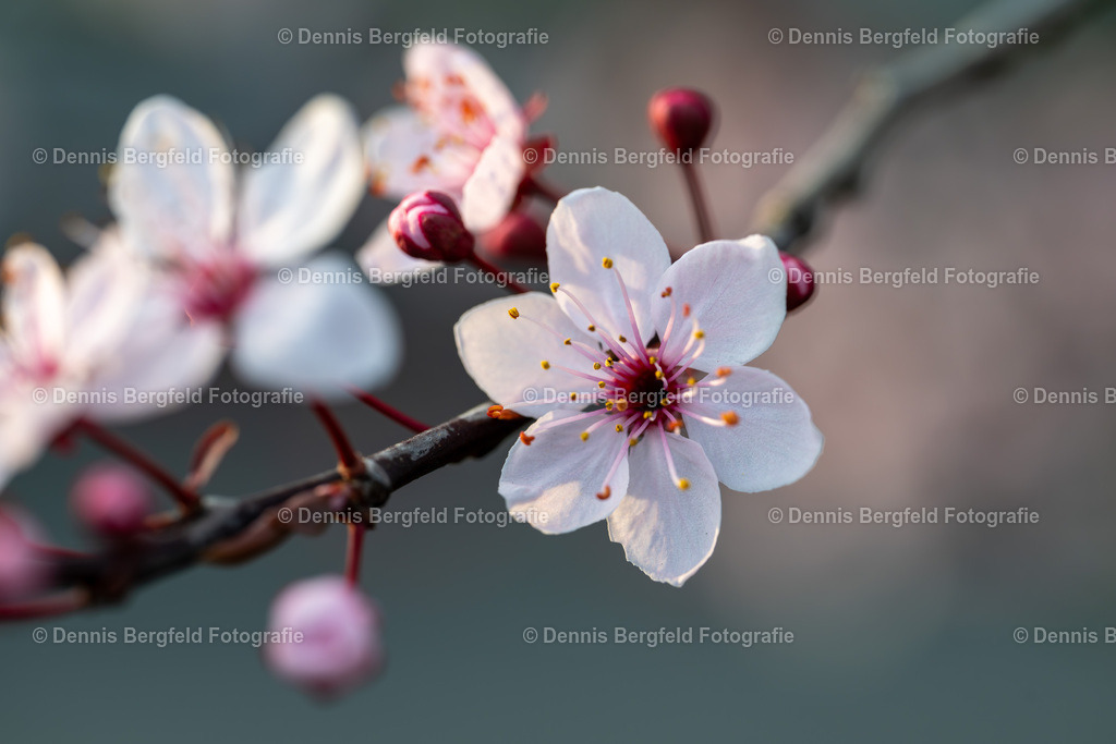 Kirschblüten 2 | Entdecken Sie Natur, Makro und Tierfotografie von Dennis Bergfeld.Besondere Momente und Details der Natur, hochwertig als Foto und Wandbild erhältlich. - Realisiert mit Pictrs.com
