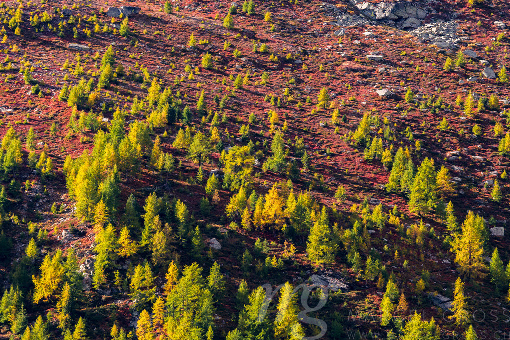 autumn colors in the Valais Alps | Die ideale Geschenkidee für Naturliebhaber. Naturbilder von Marcel Gross Photography für ihr Zuhause in den verschiedensten Formaten und Materialien. - Realisiert mit Pictrs.com