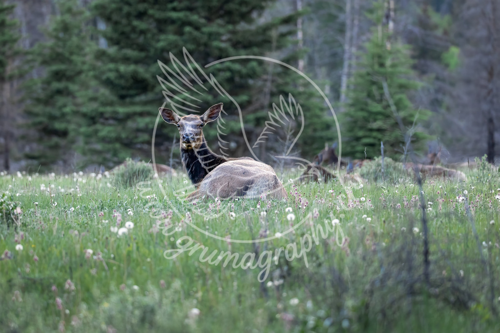 meadow watch - elk, canada | Authentische Landschafts- & Wildtierfotografie aus der Schweiz. Hochwertige Wandbilder, Fine-Art-Prints und Wunschmotive nach Auftrag – sorgfältig entwickelt im Grumagraphy-Style