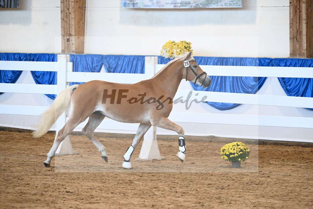 Kat-Nr. 28 nn v. Nio_Kirchberger_48250580 | hf-fotografie - Realisiert mit Pictrs.com