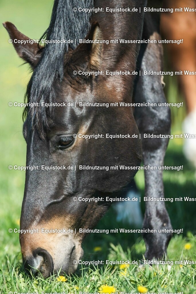 20210426_Pferd-auf-Koppel_0104 | equistock
