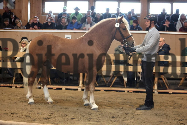 St.Märgen_2024_Kaltbluttage_Vorstellung a.d.Hand_KN_03_Magnus (3) | Alle Fotos der Reiterjournal Fotografin Doris Matthaes im Reiterjournal Online-Fotoshop. - Realisiert mit Pictrs.com