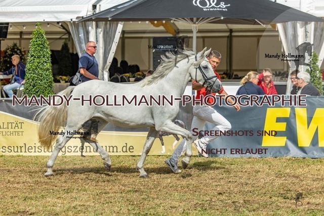 26-8-22 Gemischt-40 | mandyhollmannphotographie