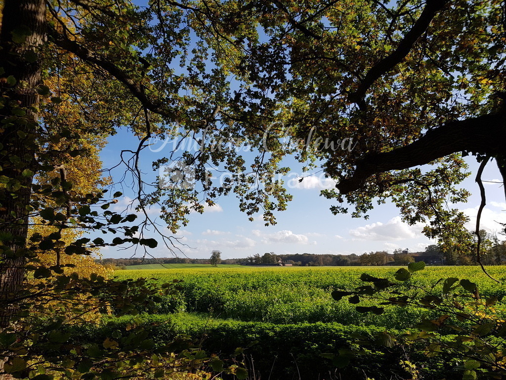 Weitblick im hopener Wald | Sichere dir dieses malerische Waldbild als Leinwanddruck - Realisiert mit Pictrs.com