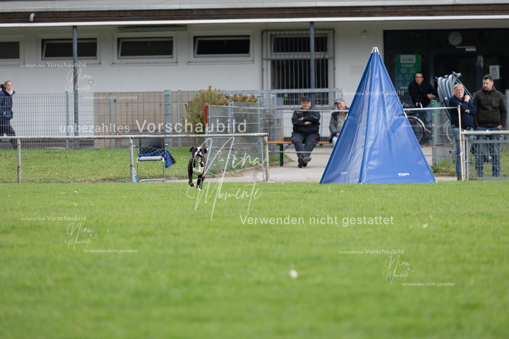 _16A7088 | Einzigartige Fotos von Hunden & Menschen –Actionfotos, Portraits, Vereinsaufnahmen & Paarshootings – authentisch, lebendig & mit Herz.