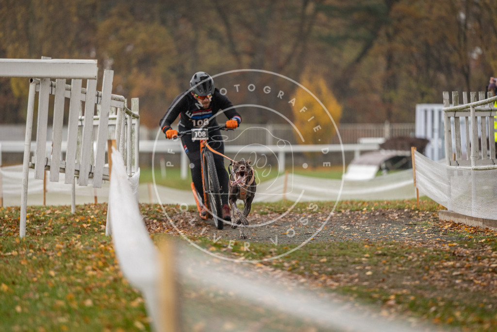 CaniXpix_DV3A8462 | Hundefotografie, Tierfotograf, Pfotenfotografie, Fotoshooting Hund, Hunde Portrait, Hundesport, Hundeportraits, Heideshooting, Hunde, Sportfotograf, Hundefotograf, Turnierhundsport, THS,  - Realisiert mit Pictrs.com