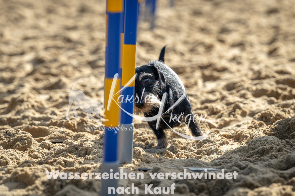 1100_ZZ90019 | kk-dogfotos