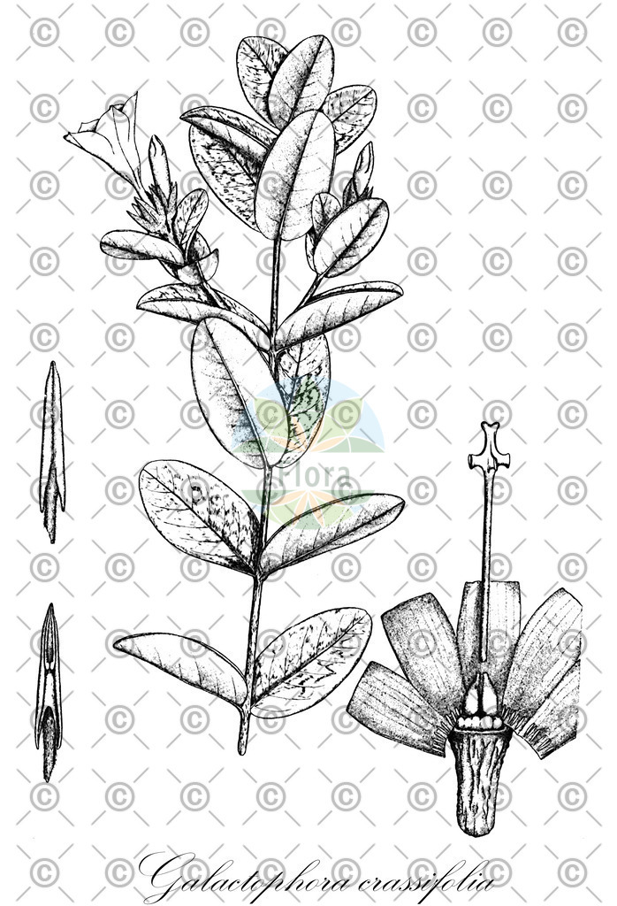 HistAbb_wfo-0000768822_1_ENZY_Simple | Historische Abbildung von Galactophora crassifolia - Apocynaceae | Historical Illustration of Galactophora crassifolia - Apocynaceae