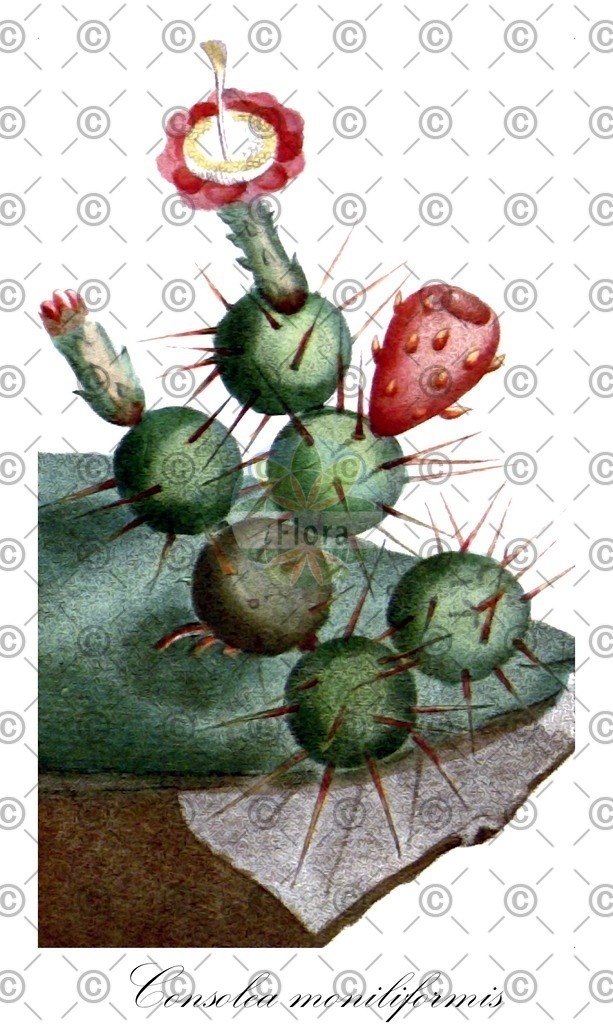 HistAbb_wfo-0000921117_1_ENZY_Simple | Historische Abbildung von Consolea moniliformis - Cactaceae | Historical Illustration of Consolea moniliformis - Cactaceae
