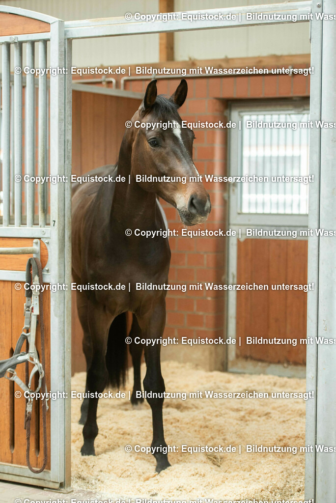 20190409_Einstreu_in_Pferdebox_0023 | Foto: Thomas Hartig