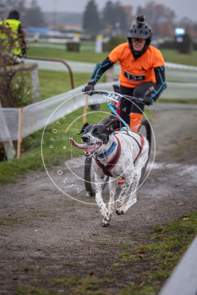 CaniXpix_0L8A0900 | Hundefotografie, Tierfotograf, Pfotenfotografie, Fotoshooting Hund, Hunde Portrait, Hundesport, Hundeportraits, Heideshooting, Hunde, Sportfotograf, Hundefotograf, Turnierhundsport, THS,  - Realisiert mit Pictrs.com