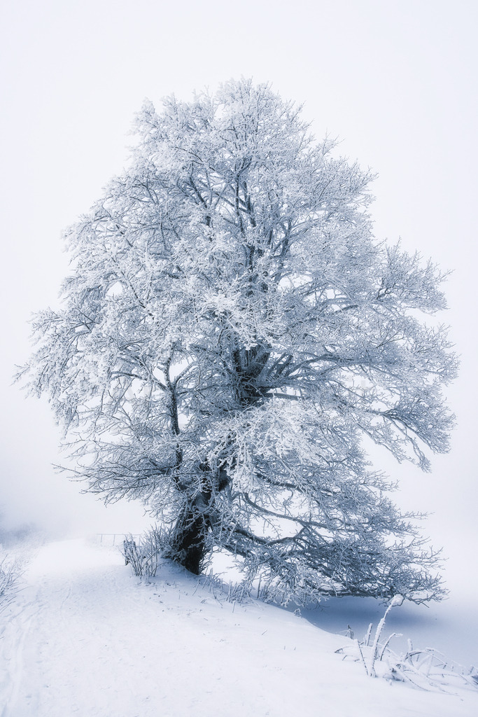 Zauberhafter Winter | Art by Birgit Fotografie - Realisiert mit Pictrs.com