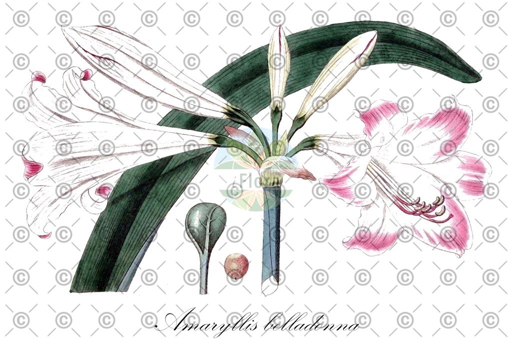 HistAbb_wfo-0000759455_1_ENZY_Simple | Historische Abbildung von Amaryllis belladonna - Amaryllidaceae | Historical Illustration of Amaryllis belladonna - Amaryllidaceae