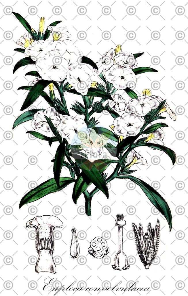 HistAbb_wfo-0000682815_1_SIMPLE | Historische Abbildung von Euploca convolvulacea - Boraginaceae | Historical Illustration of Euploca convolvulacea - Boraginaceae