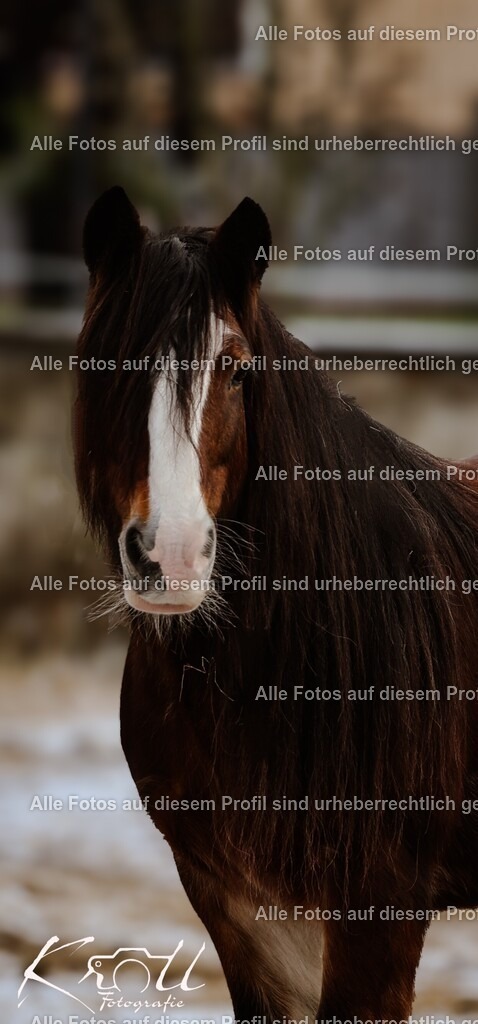 Photo_1736004111711_2 | krollfotografie - Realisiert mit Pictrs.com