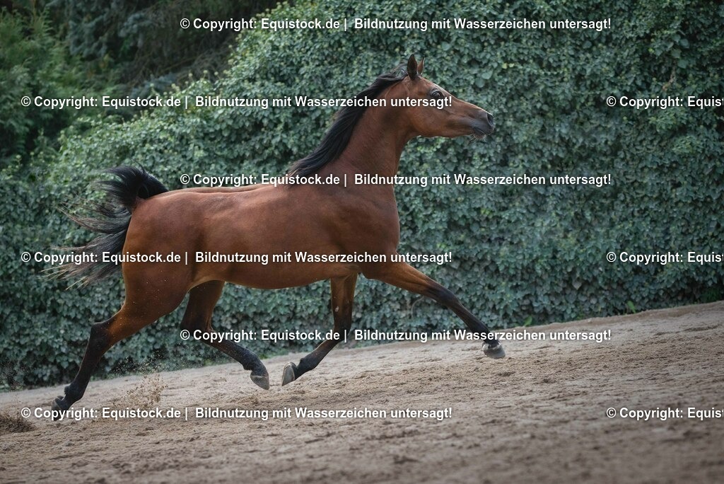 2016_Araber_Stute_Braun (8) | Foto: Thomas Hartig