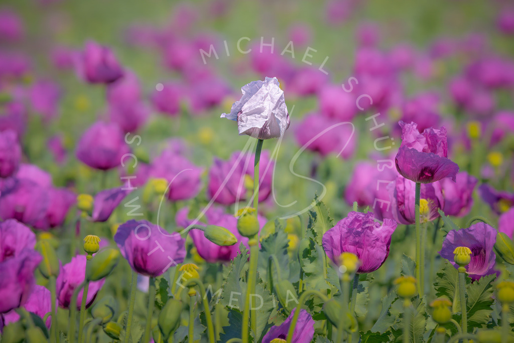2025-05-20 2025-05-20 Erlenbacher Oelmuehle Mohnblumen 005 | Schwotte Media - Realisiert mit Pictrs.com
