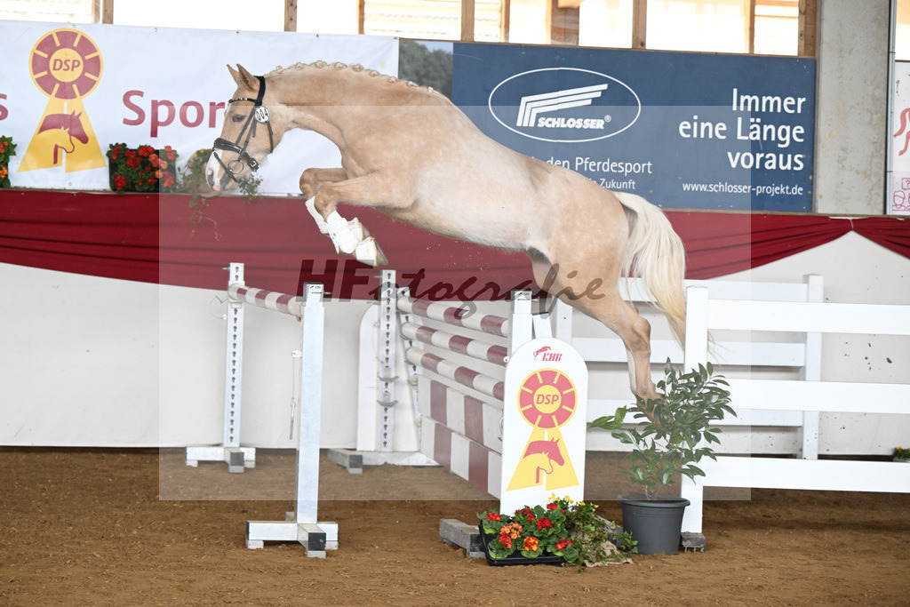 Kat-Nr. 4 Golden Jackpot v. Global Champion WE_Dirlan_16250496 | hf-fotografie - Realisiert mit Pictrs.com