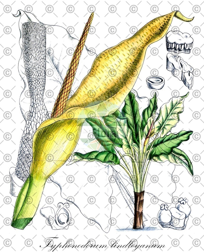 HistAbb_wfo-0000329039_1_ENZY_Simple | Historische Abbildung von Typhonodorum lindleyanum - Araceae | Historical Illustration of Typhonodorum lindleyanum - Araceae
