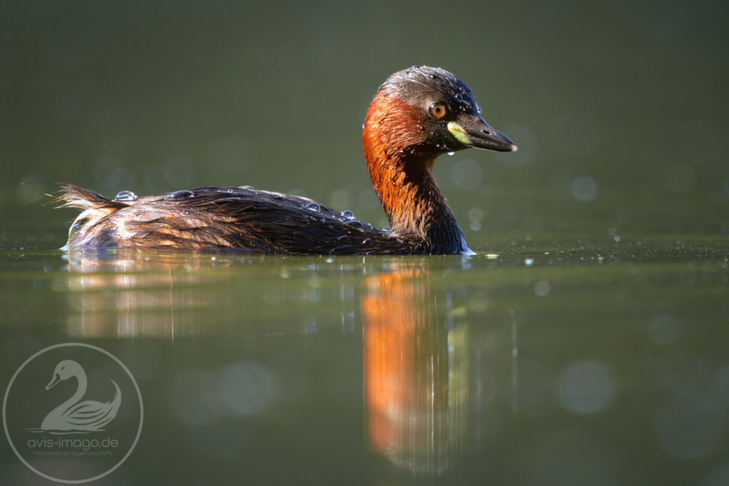 Zwergtaucher | Zwergtaucher im Prachtkleid - Realisiert mit Pictrs.com