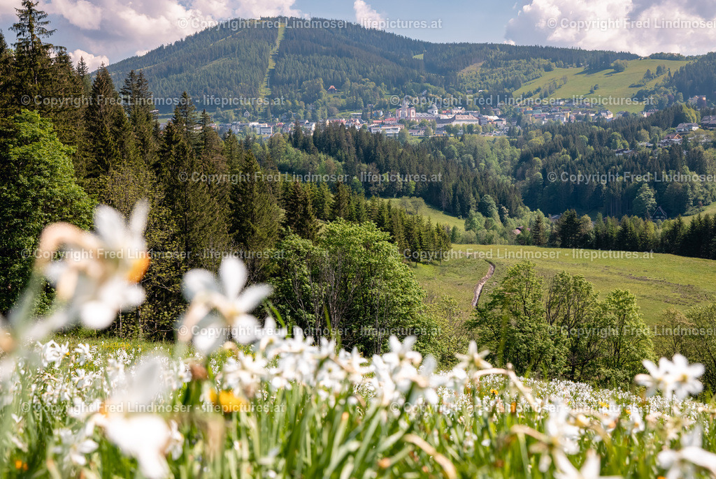 Narzissenblute Mariazellerland 2021-6018 | Fotos und Fotoprodukte - Realisiert mit Pictrs.com