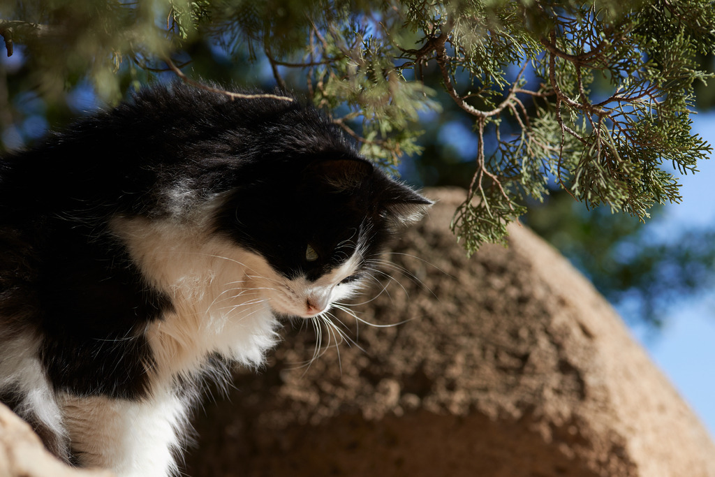 Portrait einer Katze in der Hecke | Pollenca, Spanien - January 05, 2014: Portrait einer Katze in der Hecke. - Realisiert mit Pictrs.com