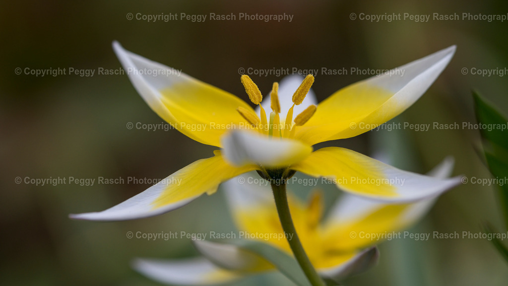 Zwergtulpe | Zwergtulpe - Realisiert mit Pictrs.com