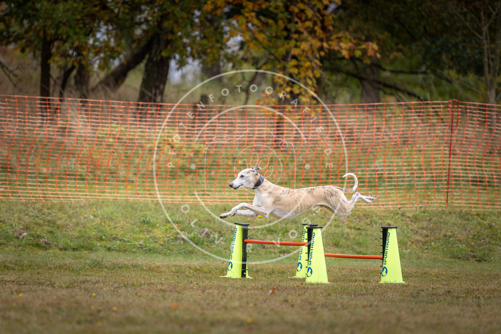 Pfotenfotografie_DV3A1369 | Hundefotografie, Tierfotograf, Pfotenfotografie, Fotoshooting Hund, Hunde Portrait, Hundesport, Hundeportraits, Heideshooting, Hunde, Sportfotograf, Hundefotograf, Turnierhundsport, THS,  - Realisiert mit Pictrs.com