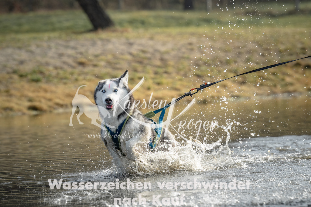 0948_ZZ93829 | kk-dogfotos