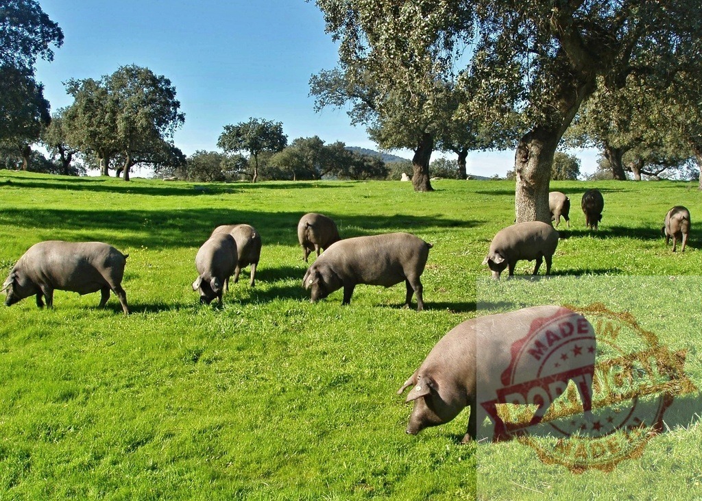 Iberian pigs foraging in green Spanish dehesa. Extremdura - Spain | Iberian pigs grazing freely on a vibrant green pasture among oak trees in the dehesa - Realized with Pictrs.com