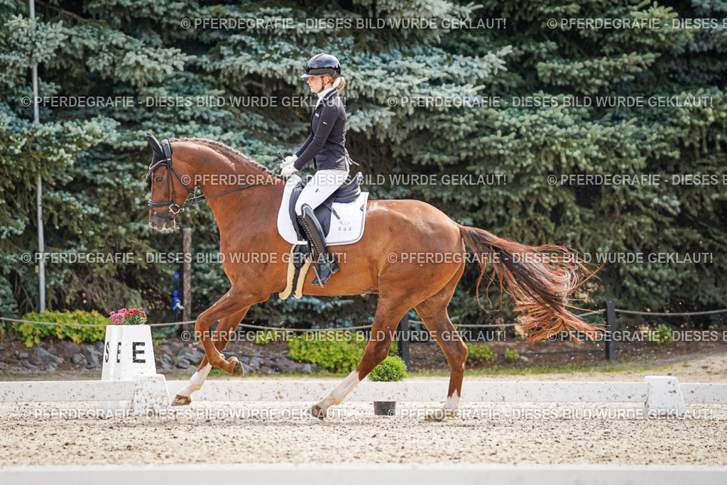 DSC08409 | Pferdegrafie