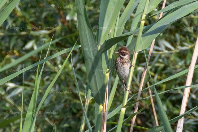 201739 | Tierfotografie, Tierkalender, Tierbilder, Insekten, Spinnen, Vögel, Schmetterling, Libellen, Leinwand, Colorkey, Qualität, Geschenkartikel, Geschenk - Realisiert mit Pictrs.com