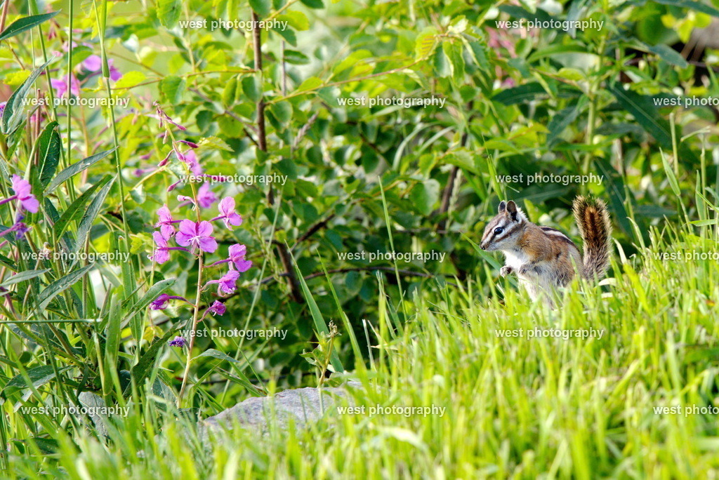 Chipmunk - 2019 CAN | west photography - Realisiert mit Pictrs.com