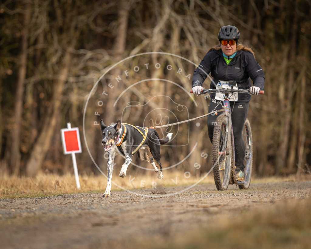 DV3A3434 | Hundefotografie, Tierfotograf, Pfotenfotografie, Fotoshooting Hund, Hunde Portrait, Hundesport, Hundeportraits, Heideshooting, Hunde, Sportfotograf, Hundefotograf, Turnierhundsport, THS,  - Realisiert mit Pictrs.com