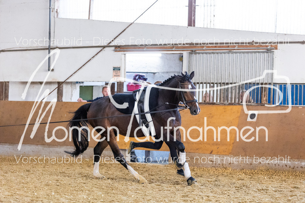 VTD-Voltigierpferde-039 | MomenTaufnahmen Pferdesportfotos