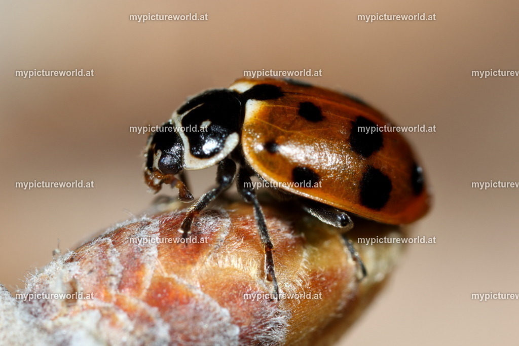 Hippodamia variegata-005 | Das Bilderarchiv über Tiere, Planzen und Landschaften. In der Bilddatenbank finden Sie ein große Auswahl an hochwertigen Bilder für Ihre Werbung - Realisiert mit Pictrs.com