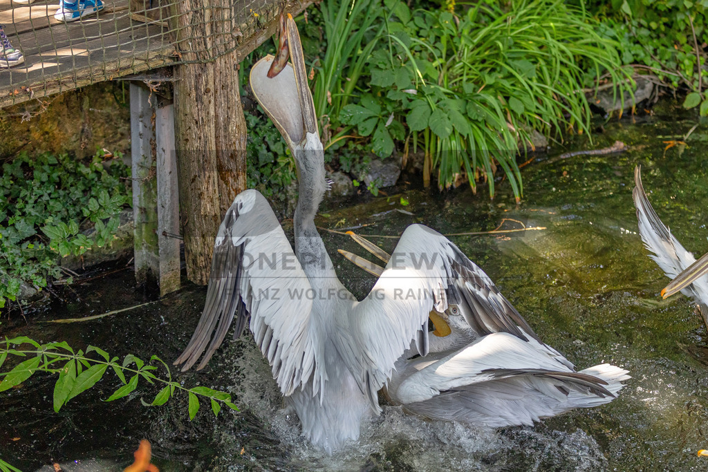Pelikan am Wasser | Ein majestätischer Pelikan ruht auf einem Baumstamm am Wasser, umgeben von Schilf. Wildlife- und Naturfotografie in voller Schönheit. - Realisiert mit Pictrs.com