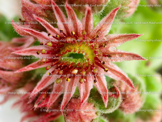 titusgraphy_P7140579-vz-ln | titusgraphy-shop: Geschenkideen mit Qualitätsfotos. titusgraphy-shop: gift ideas with quality photos. titusgraphy-shop: idées cadeaux avec photos de qualité.  - Realisiert mit Pictrs.com