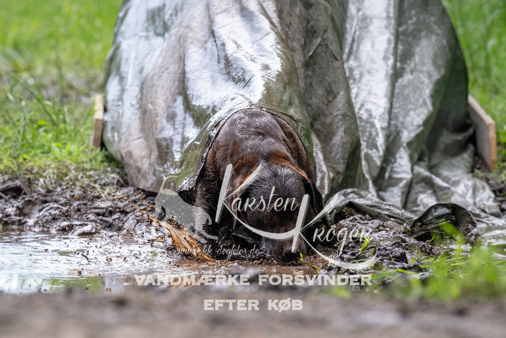 1119_ZZ92368 | kk-dogfotos