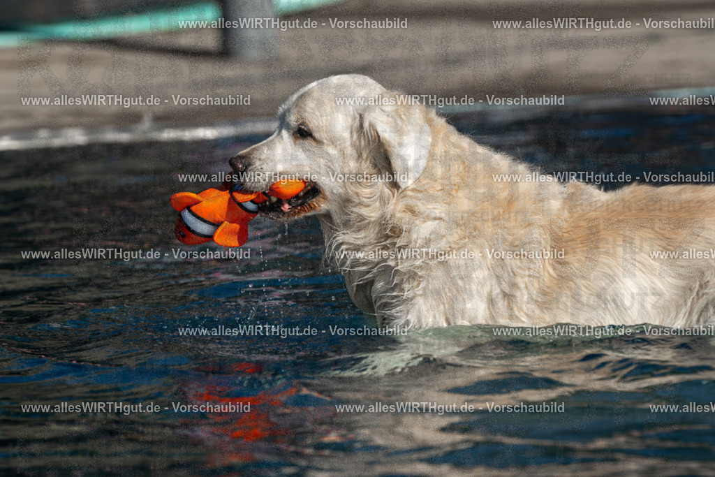 Hundeschwimmen_Volksbad_2026-allesWIRTHgut_Tierfotografie-2609061057-FAY06056 | Professionelle Tierfotografie in Mönchengladbach von Daniel Wirth (allesWIRTHgut). Liebevolle & natürliche Bilder von Hunden & Katzen für unvergessliche Erinnerungen.