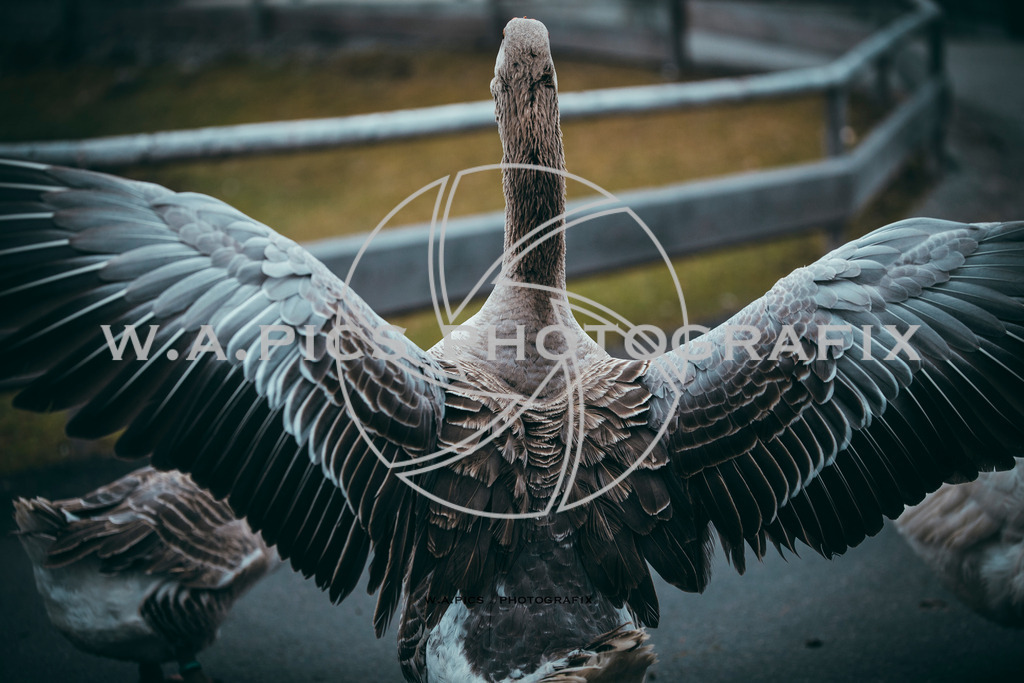 A-Willdoner_20251223_316 | Sport-,  Presse- und Eventbegleitung!
Contact me !
