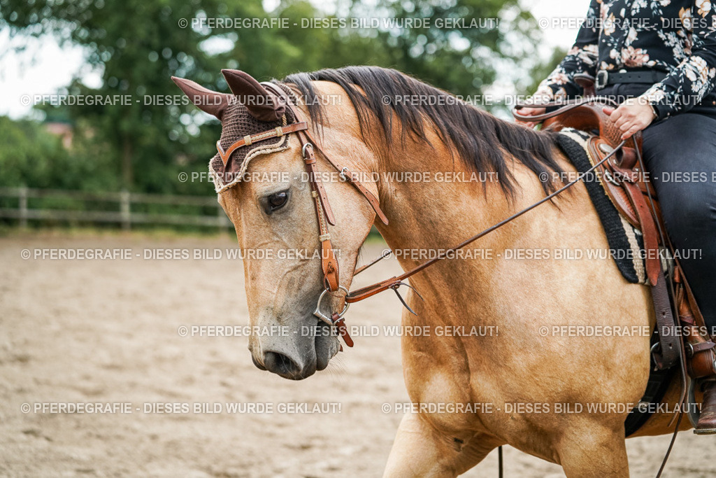 DSC04174 | Pferdegrafie