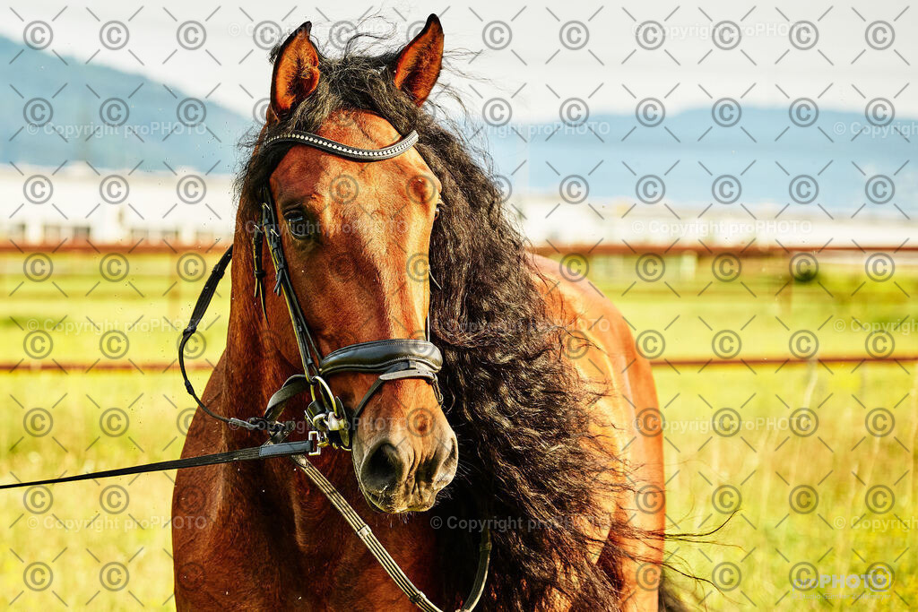 362_202406_Niki-Herodes_NZ9_0363 | proPHOTO - Realisiert mit Pictrs.com