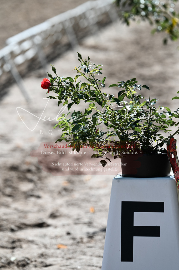 DSC_7097 | Pferde- und Turnierfotografie in Westsachsen. Pferdeportraits, Auftragszeichnungen und intuitive Kunst.