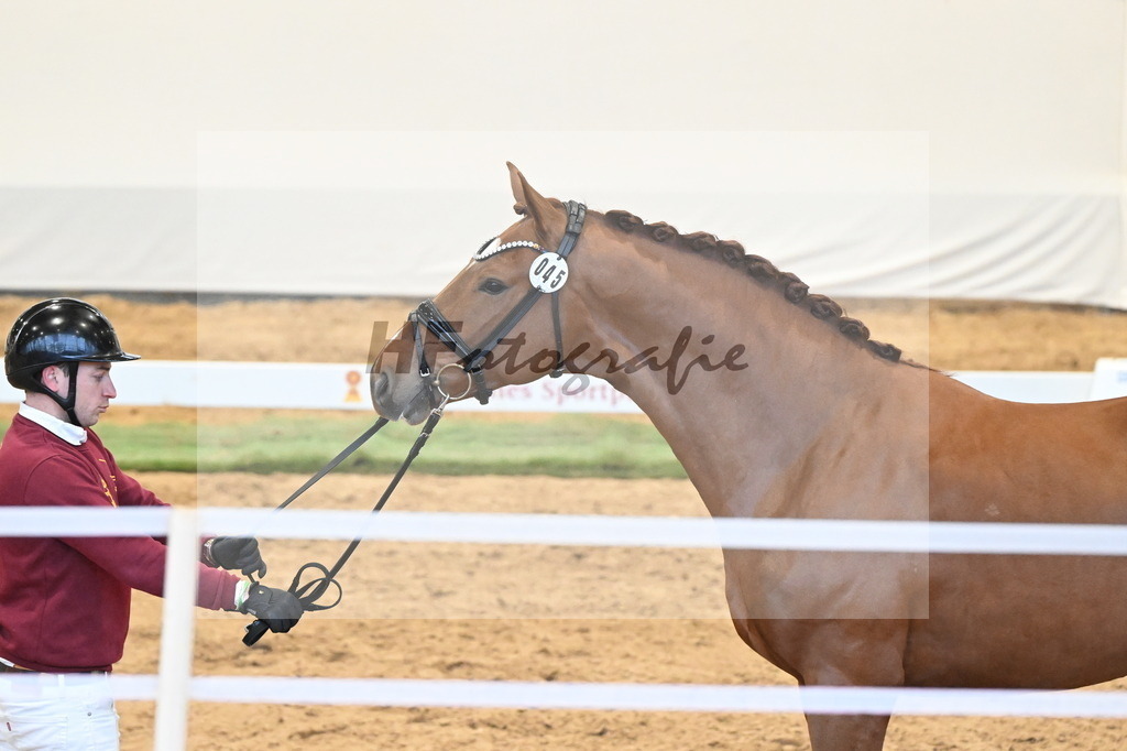 Kat.-Nr. 45 v. Escanto PS_De Vittorio und Stechele_3260366 | hf-fotografie - Realizzato con Pictrs.com