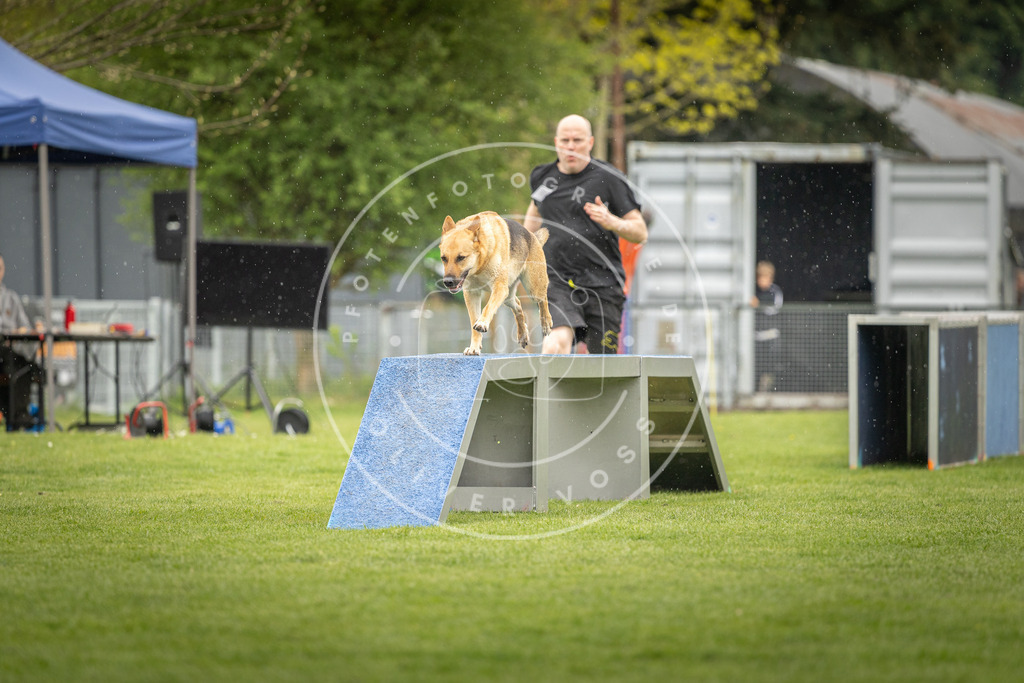 Pfotenfotografie_DV3A3432 | Hundefotografie, Tierfotograf, Pfotenfotografie, Fotoshooting Hund, Hunde Portrait, Hundesport, Hundeportraits, Heideshooting, Hunde, Sportfotograf, Hundefotograf, Turnierhundsport, THS,  - Realisiert mit Pictrs.com