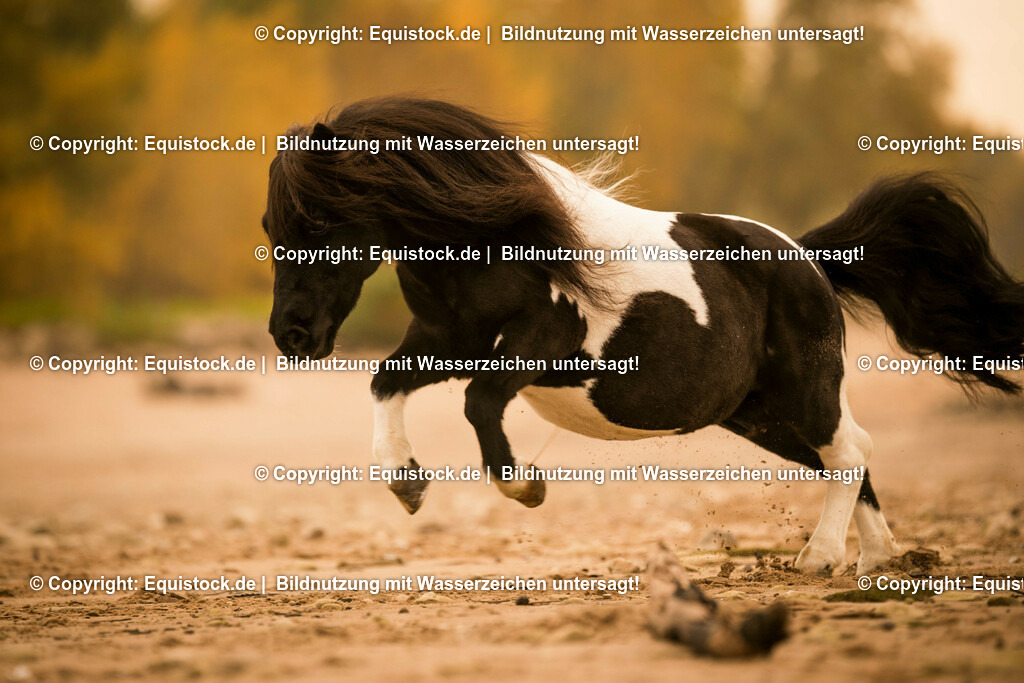 20151028_TOMsPiC_0311 | equistock