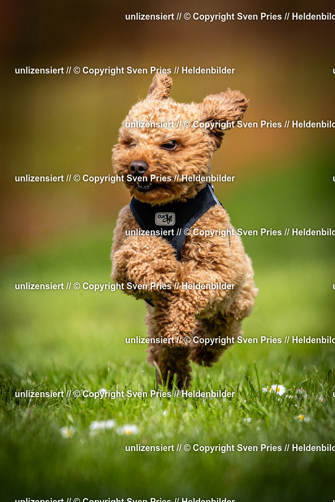 Sven Pries | 2025-04-13 - Hunderennen Baden-Baden - Realisiert mit Pictrs.com