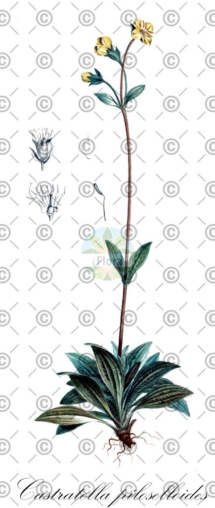 HistAbb_EMP_7529814_1_SIMPLE | Historische Abbildung von Castratella piloselloides - Melastomataceae | Historical Illustration of Castratella piloselloides - Melastomataceae